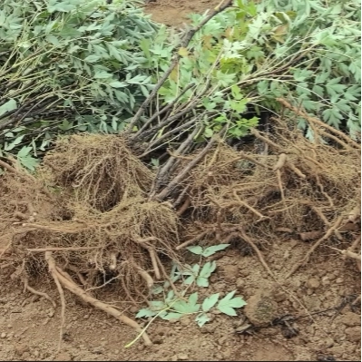 How To Plant Bare Root Peony Seedlings in Spring？