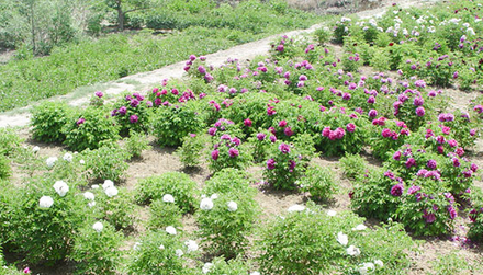 Nursery