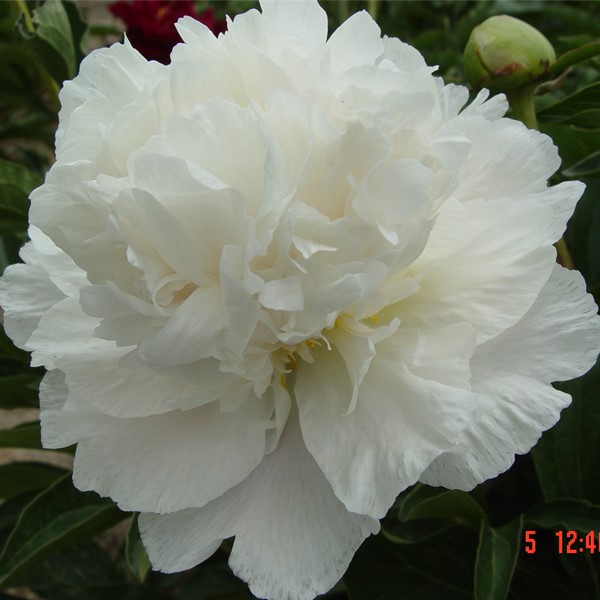 Xue Feng White Gorgeous Ornament Herbaceous Peony