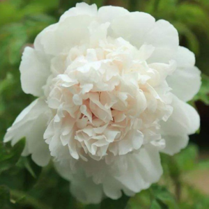 Chinese Traditional Peony