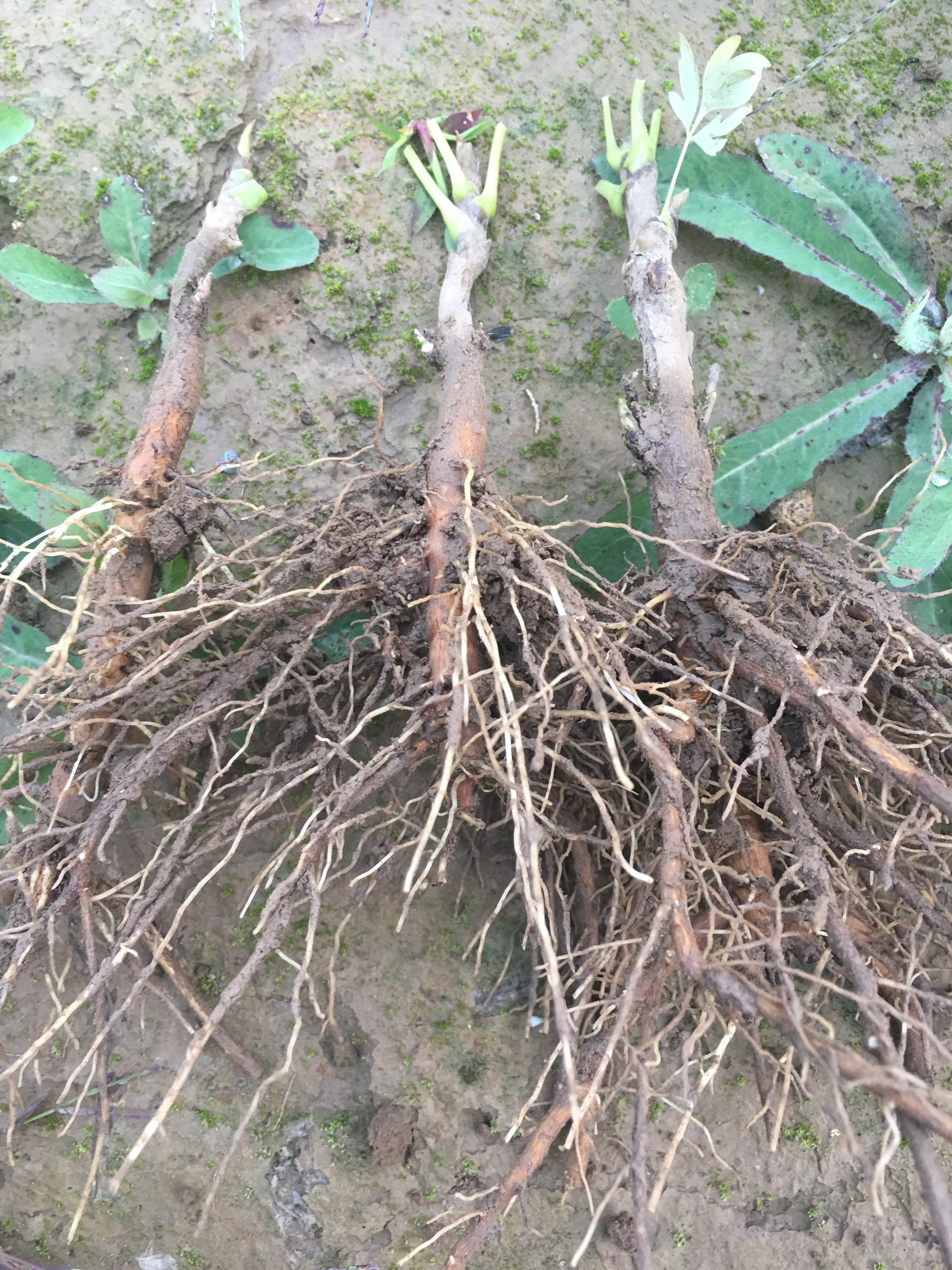 3. Seedlings from Big Tree Peony Seeds