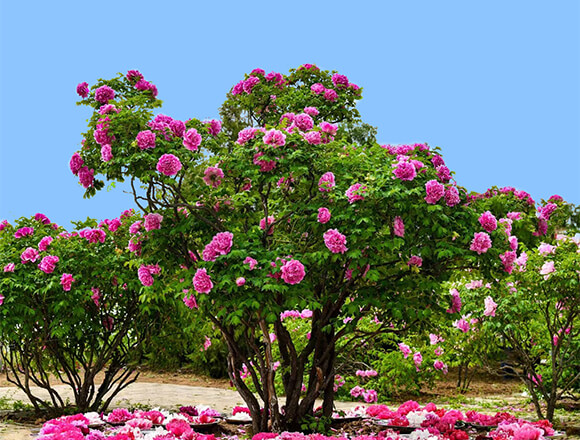 What-Is-a-Tree-Peony