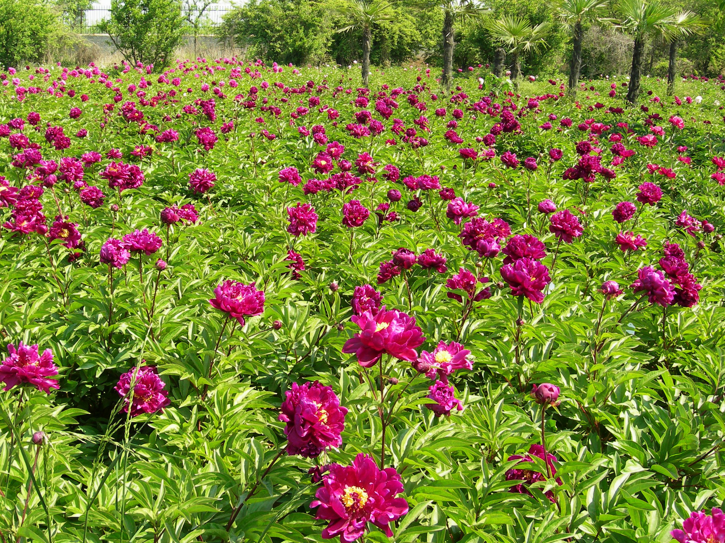 The Cultivation of Peony in History