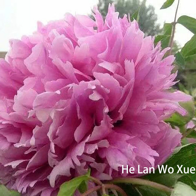 He Lan Wang Xue，20-45cm，red Peony
