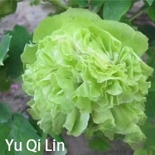 Yu Qi Ling Green Chinese Peony 2-4 Branches 20-45cm