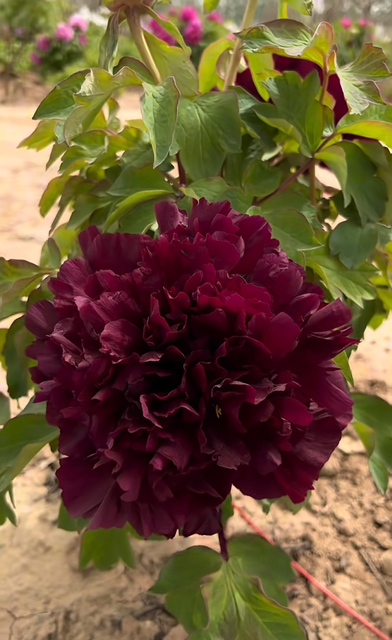 Guan Shi Mo Yu Chinese Black Peony 2-4 Branches