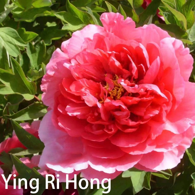 Ying Ri Hong Red Chinese Peony 2-4 Branches