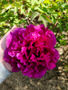 Peonies of Different Colors2