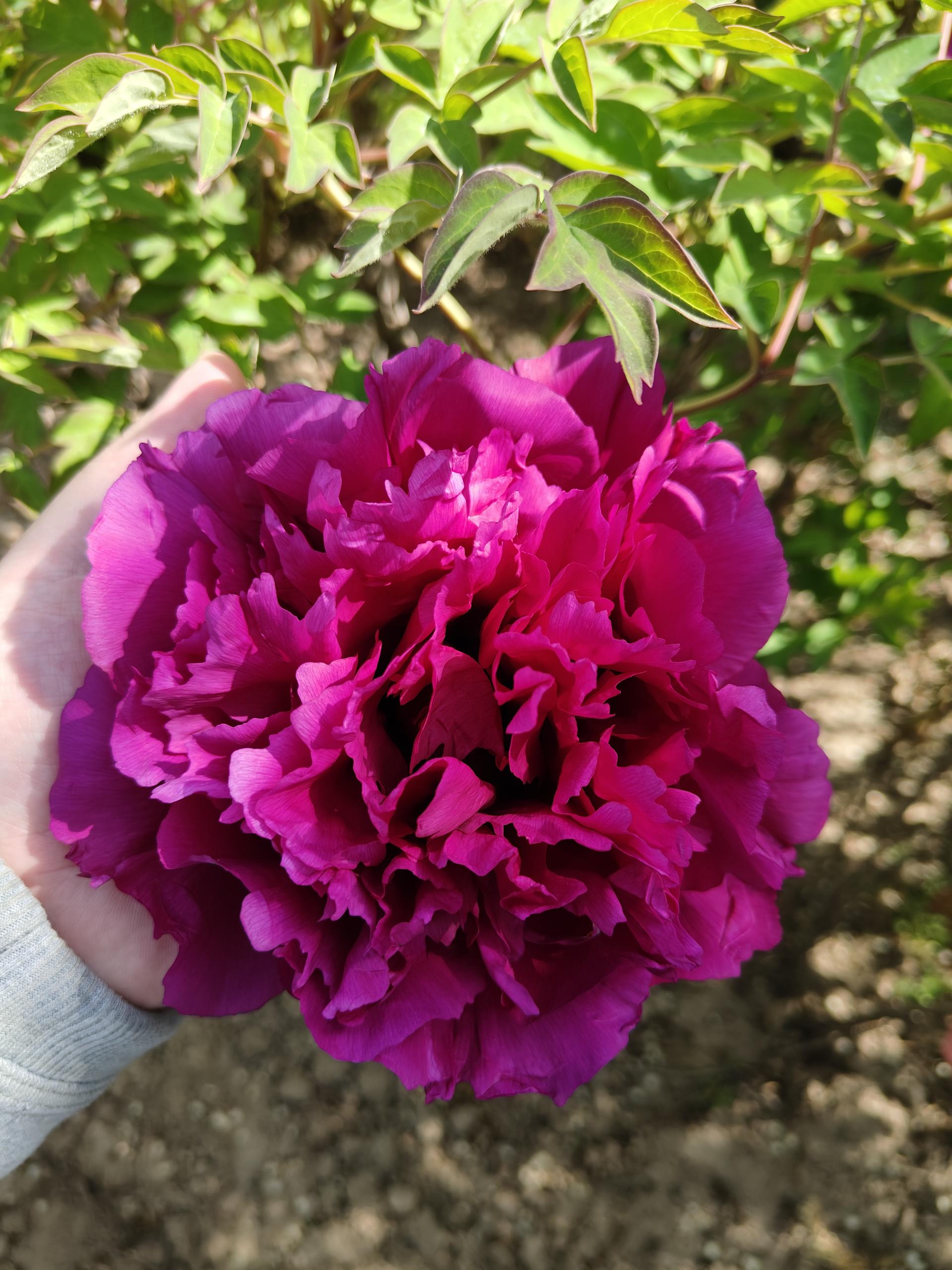 Peonies of Different Colors2