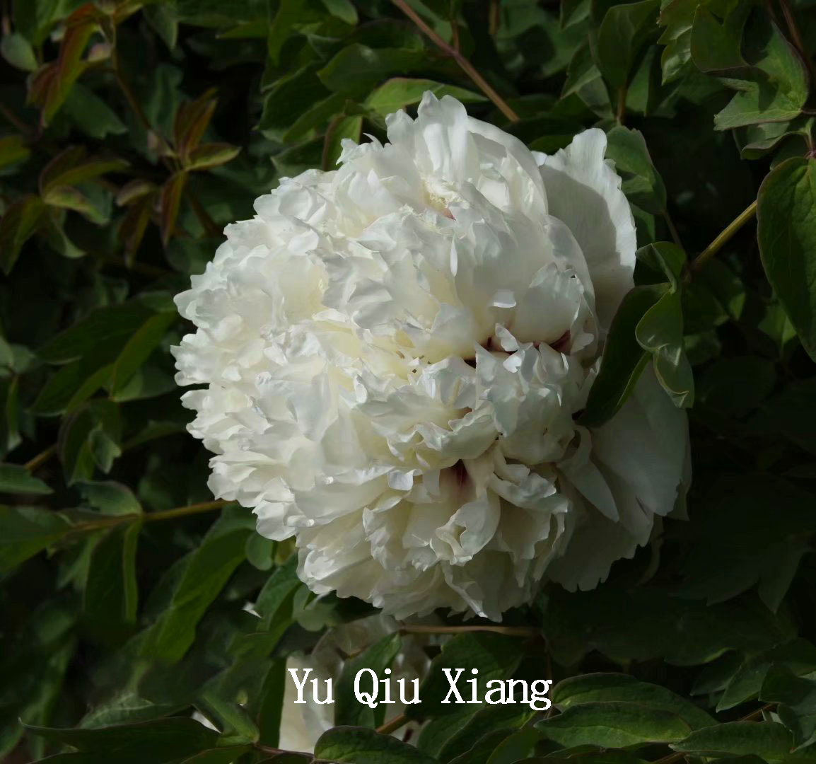 Yu Qiu Xiang，Spherical Shaped Tree Peony