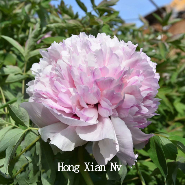 Hong Xian Nv，Pink，Double Petal Tree Peony
