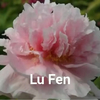 Lu Fen Chinese Pink Peony 2-4 Branches 20-45cm