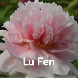 Lu Fen Chinese Pink Peony 2-4 Branches 20-45cm