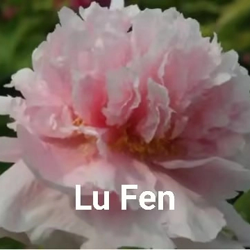 Lu Fen Chinese Pink Peony 2-4 Branches 20-45cm