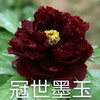 Guan Shi Mo Yu Chinese Black Peony 2-4 Branches