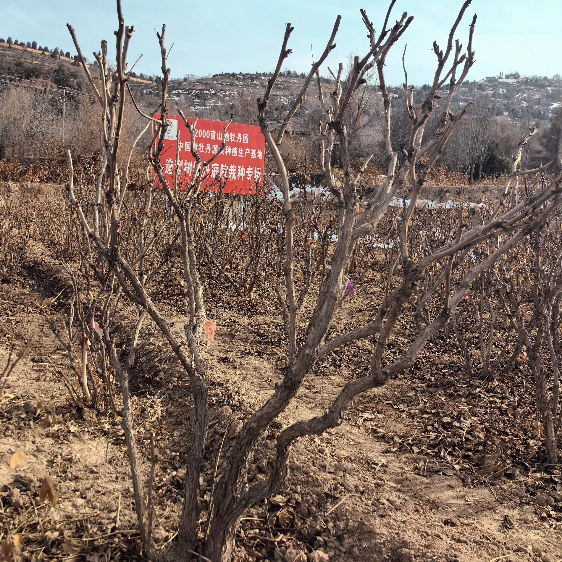 What Happens To Tree Peony Flower Buds in Winter?