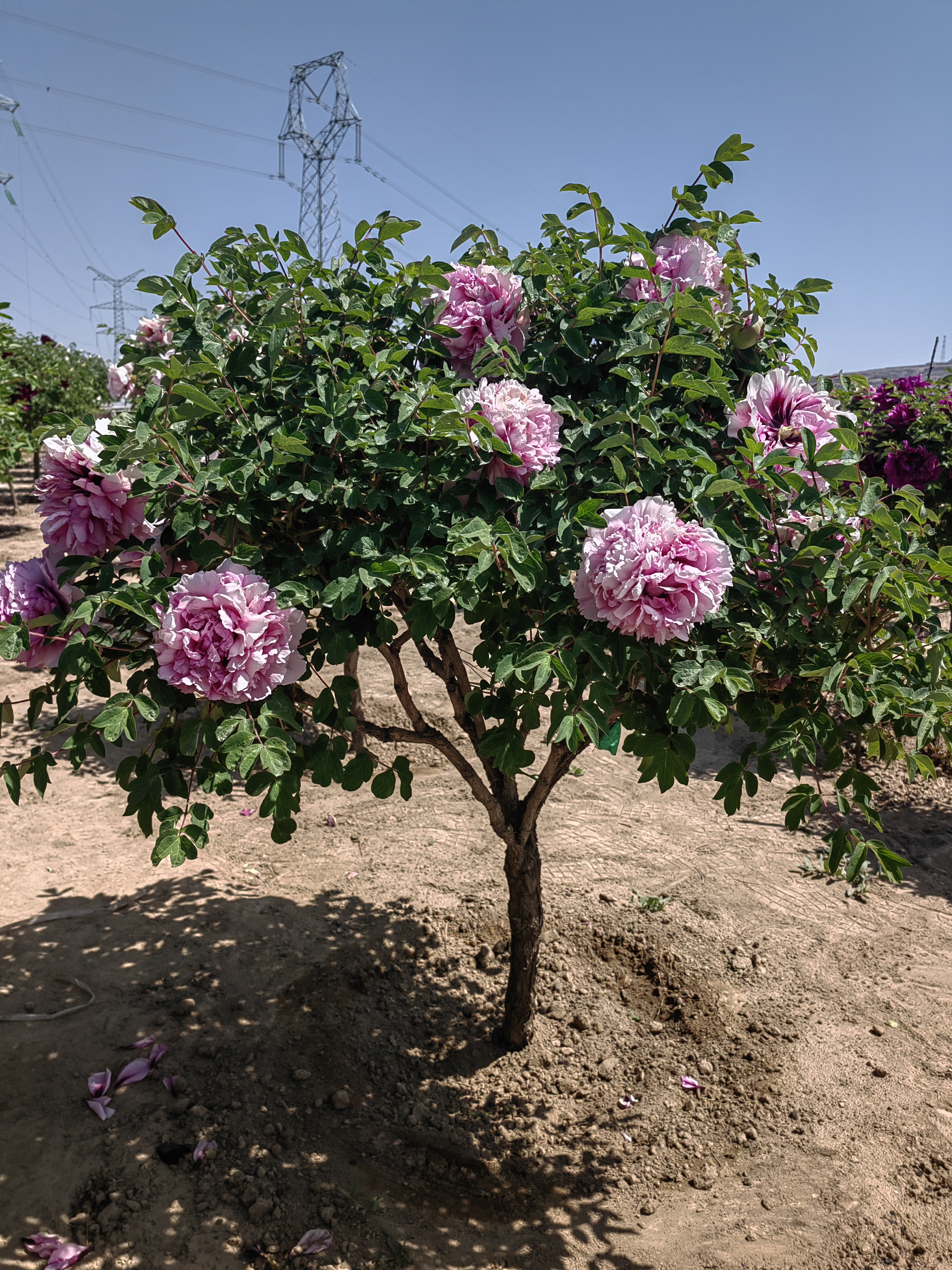 single stem tree peony