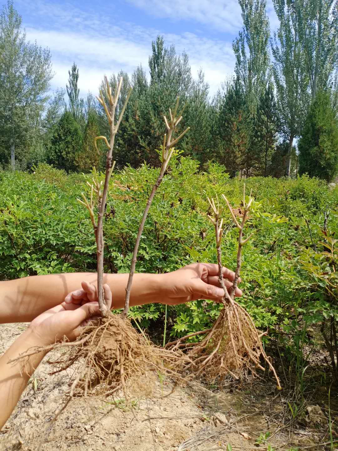 tree peony from seed