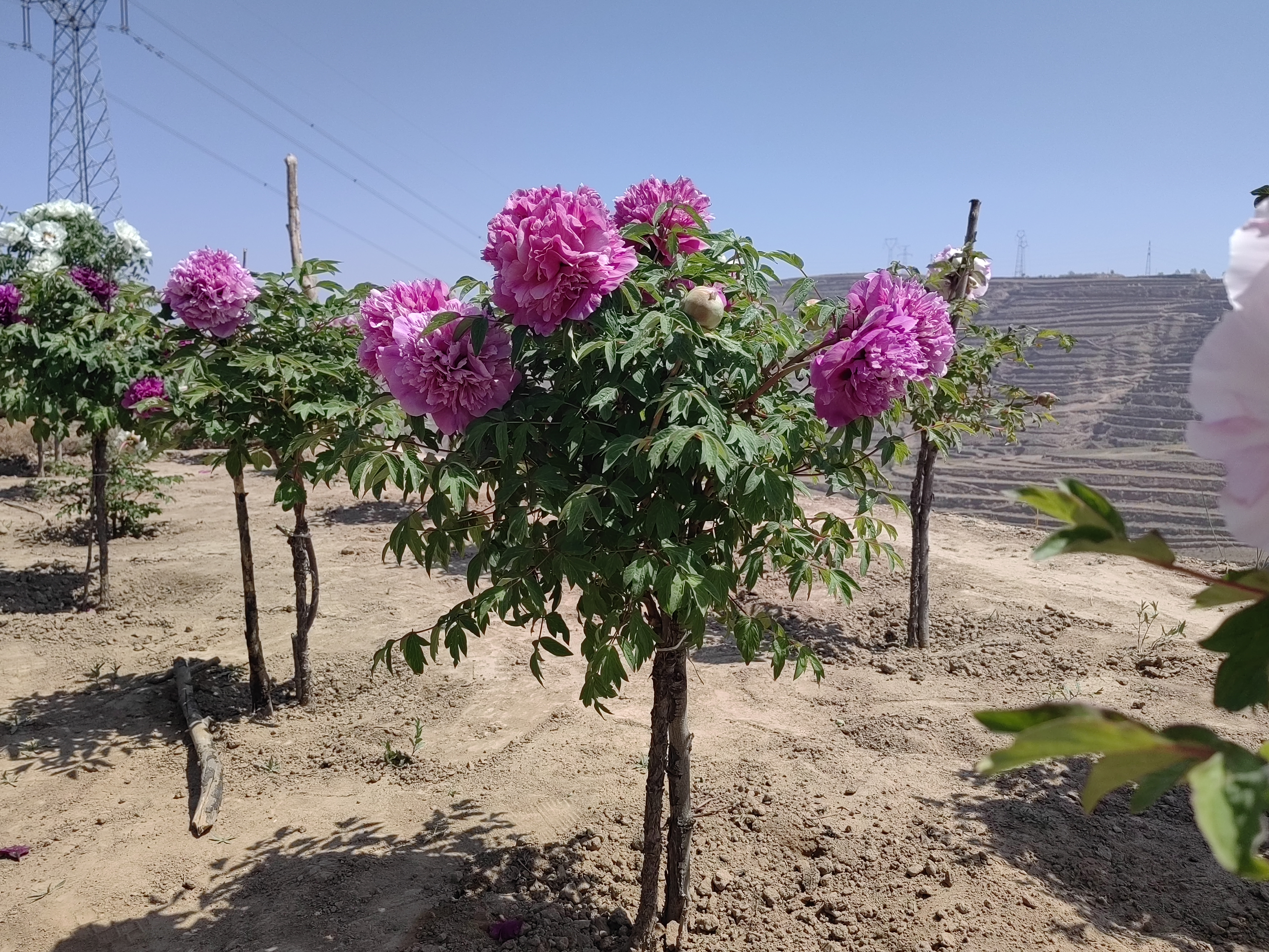 single-stem tree peony