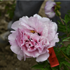 Fen Xi Shi, a Pink Chinese Tree Peony Variety Seedling