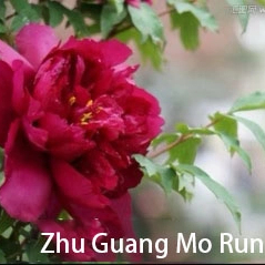 Zhu Guang Mo Run Chinese Peony 2-4 Branches