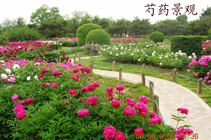 Application cases of peonies in botanical gardens—Changchun Botanical Garden
