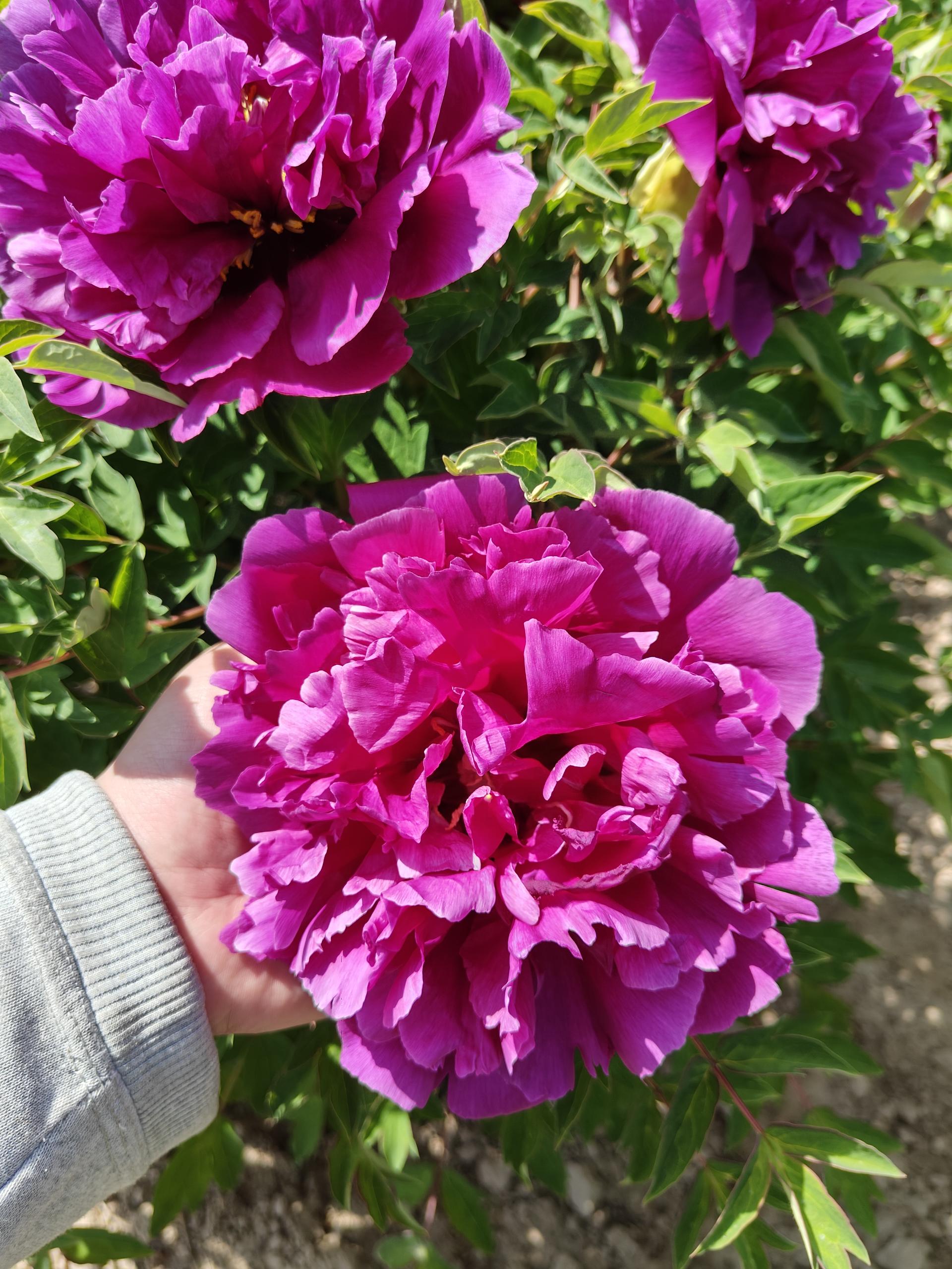 red tree peony