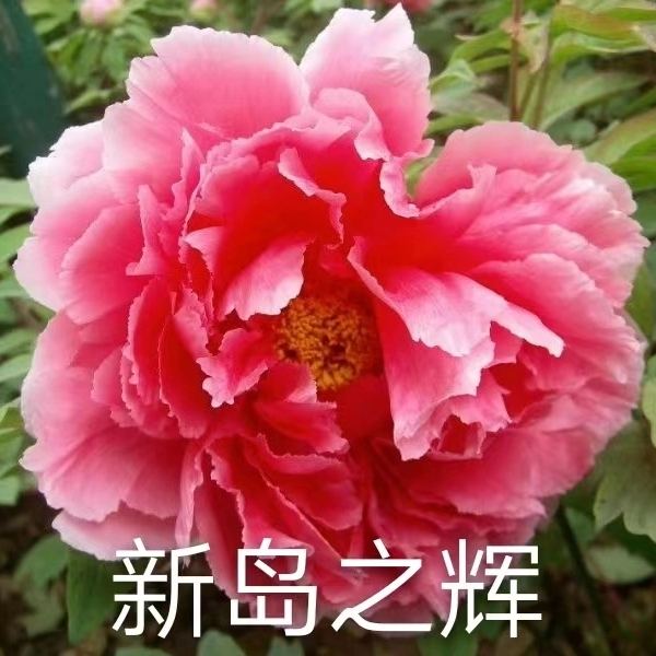 Xin Dao Zhi Hui 2-4 Branches Pink Peony Japanese Peony