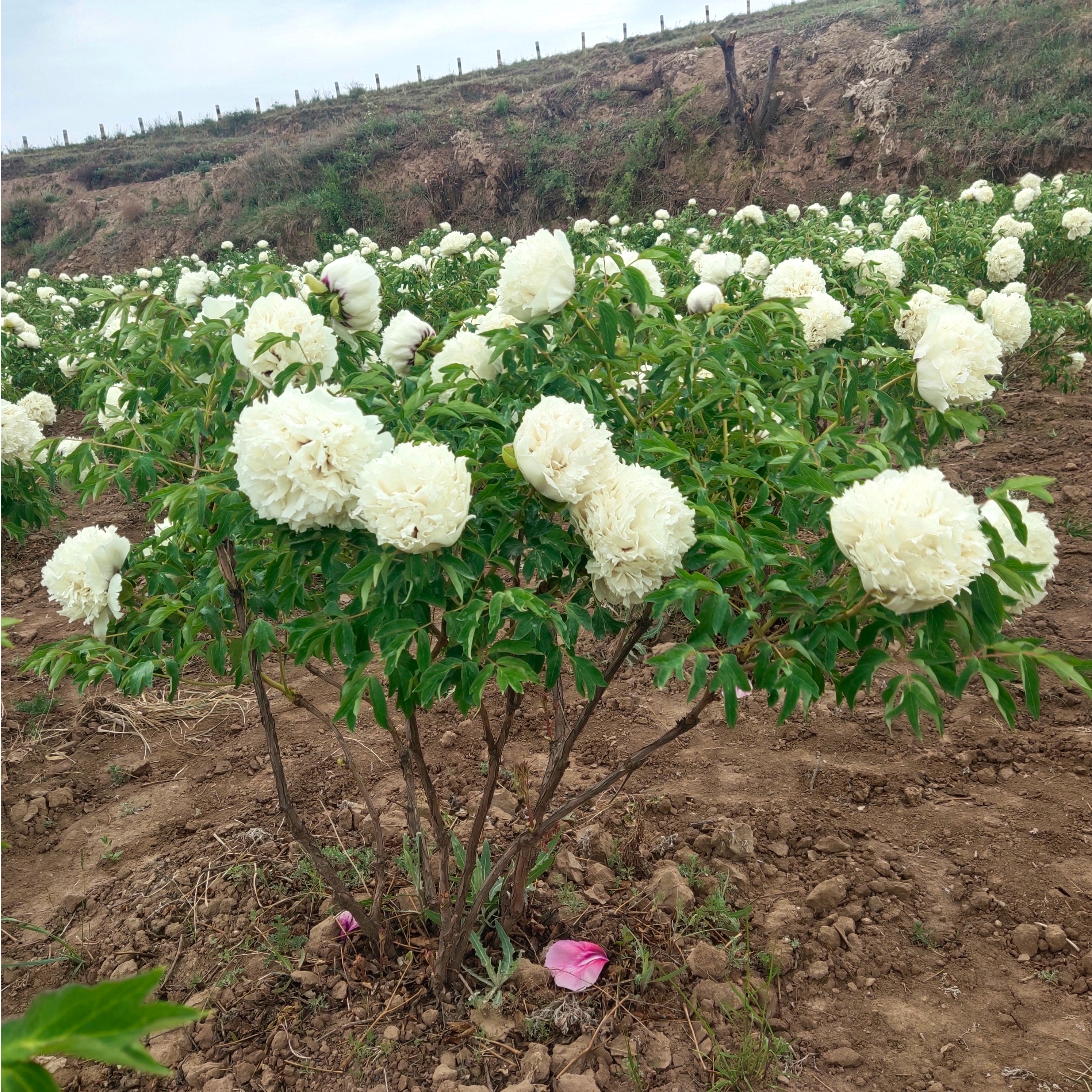 ​Do You Know How To Plant Tree Peony Root？