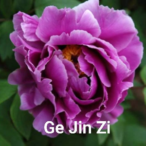 Ge Jin Zi Chinese Purple Peony 2-4 Branches