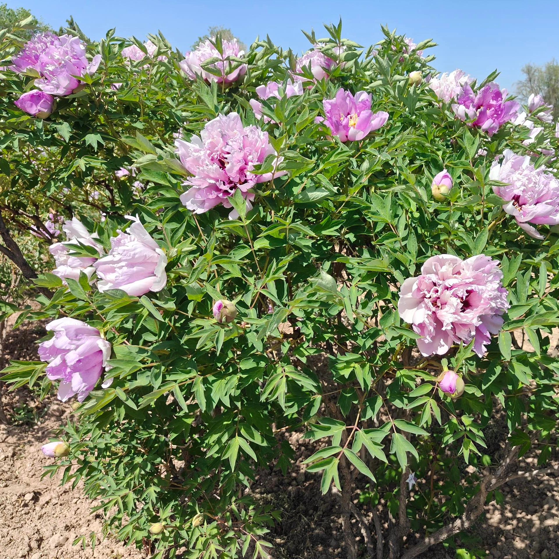 The Difference between Early Flowering Peony And Late Flowering Peony Varieties