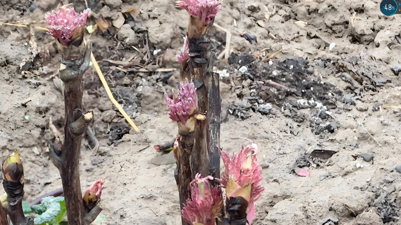 tree peony buds