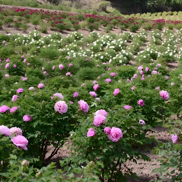 20 tree peony different color