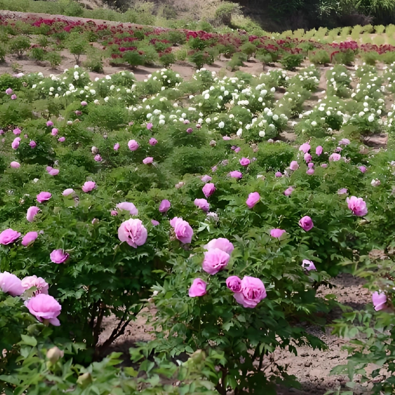 20 tree peony different color