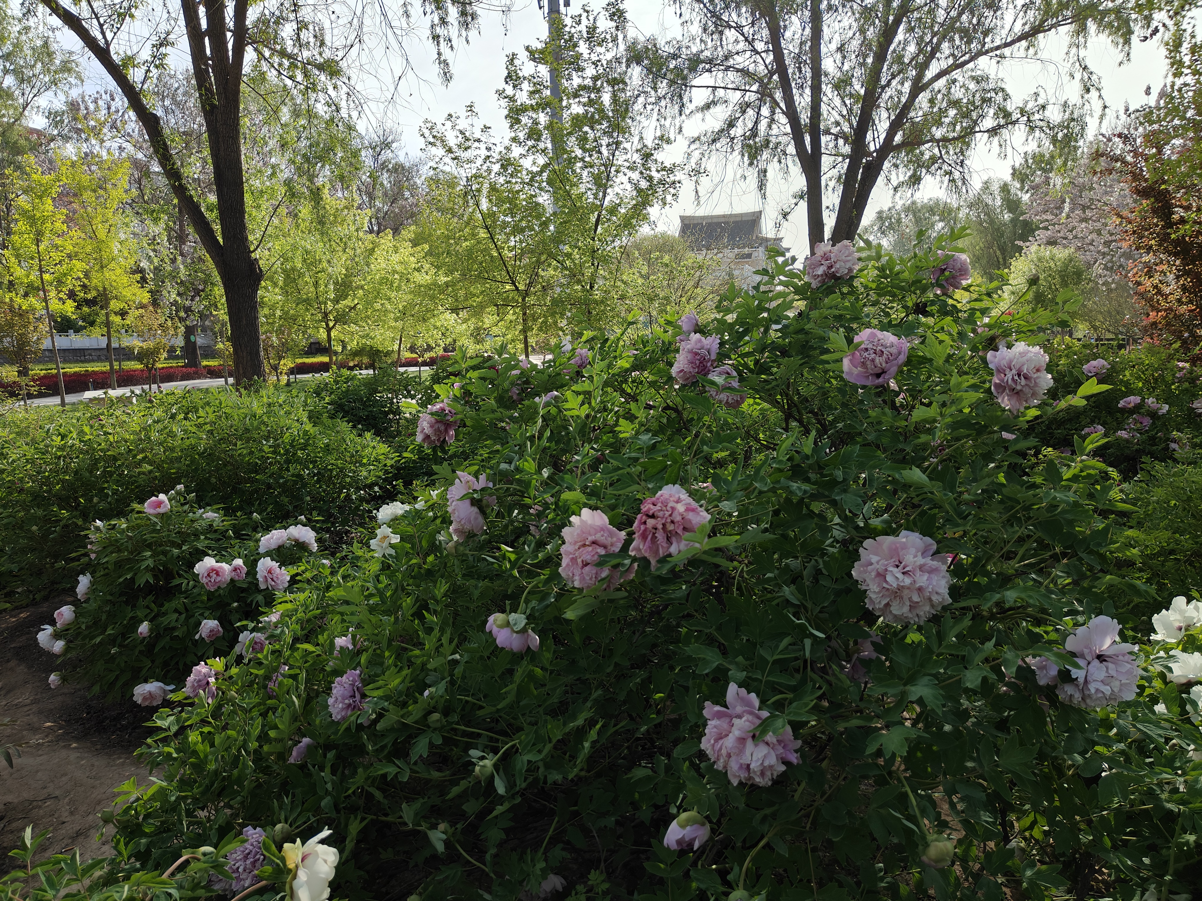 tree peony in park