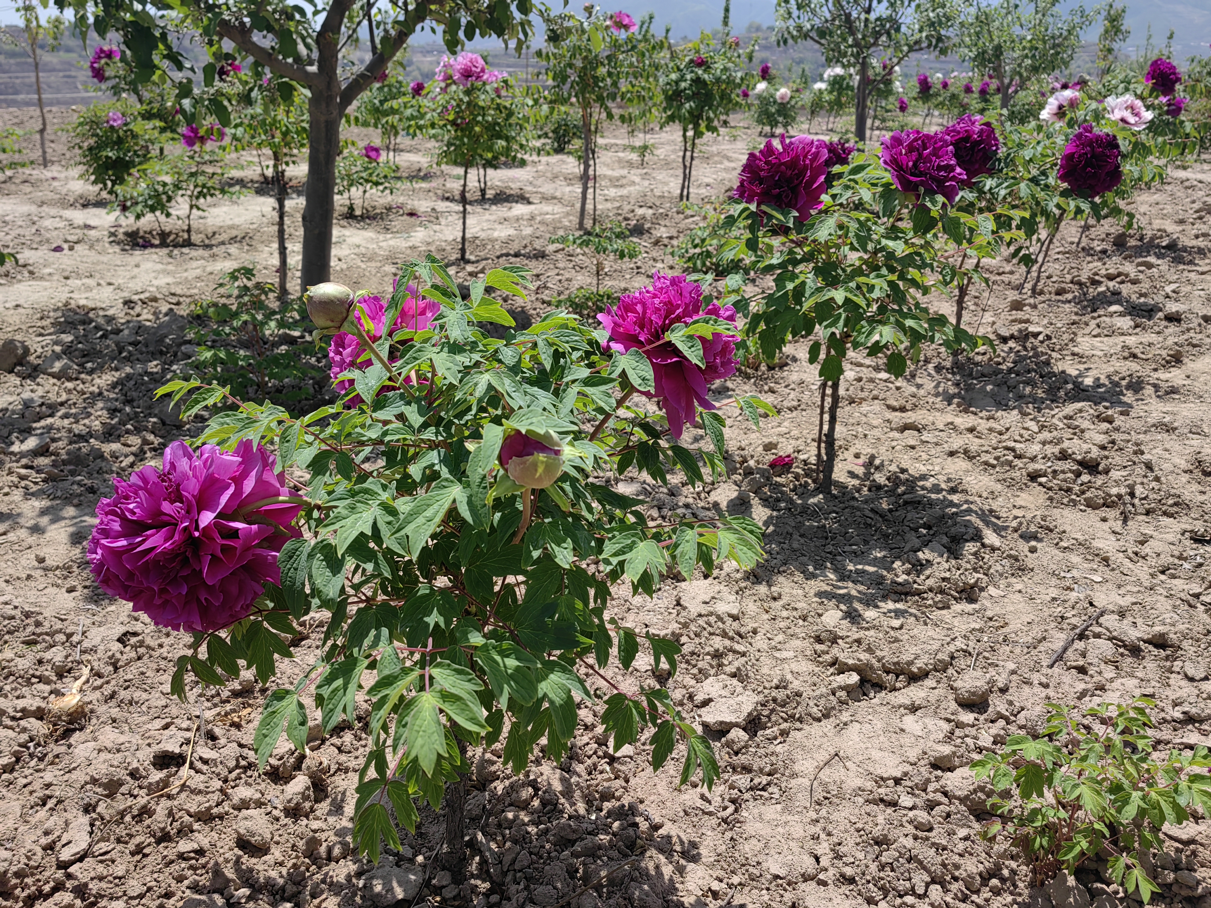 single stem tree peony