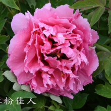 Hong Fen Jia Ren Pink Graceful Park Tree Paeonia Suffruticosa