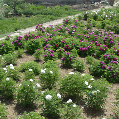 2-Big-Tree-Peony-Grafted-Seedlings-Base