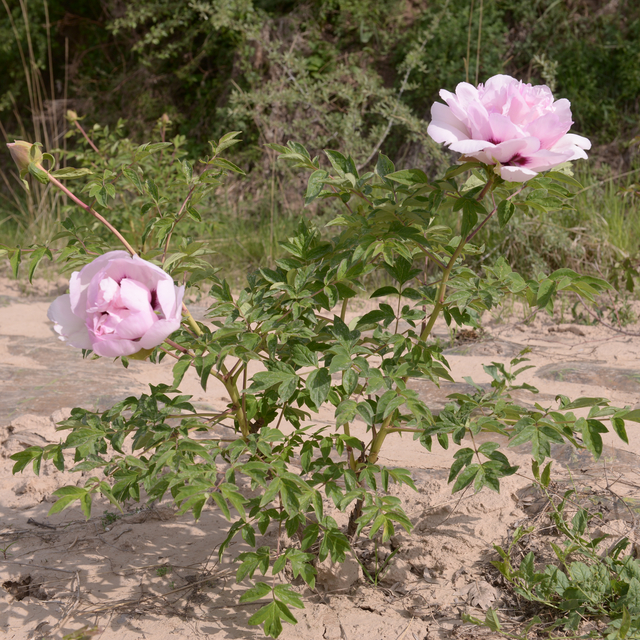 Fen Xi Shi, a Pink Chinese Tree Peony Variety Seedling