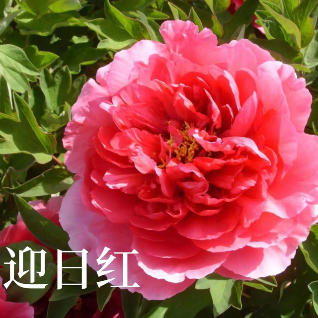 Ying Ri Hong Red Chinese Peony 2-4 Branches