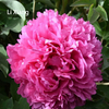 Li Xiang Chinese Tree Peony White Peony 20-45cm