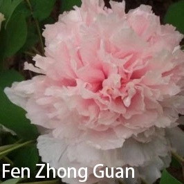 Fen Zhong Guan 2-4 Branches Chinese Pink Peony