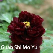 Guan Shi Mo Yu Chinese Black Peony 2-4 Branches