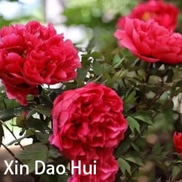 Xin Dao Hui Chinese Red Peony 2-4 Branches