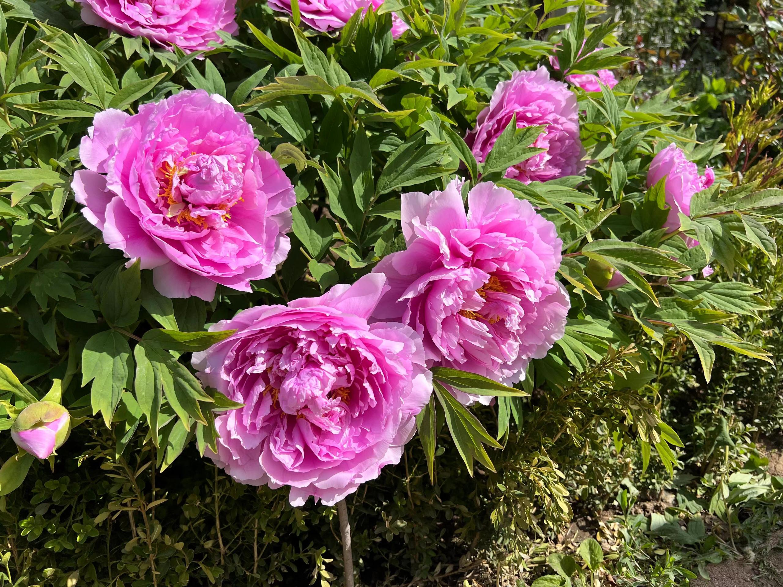 pink peony(1)