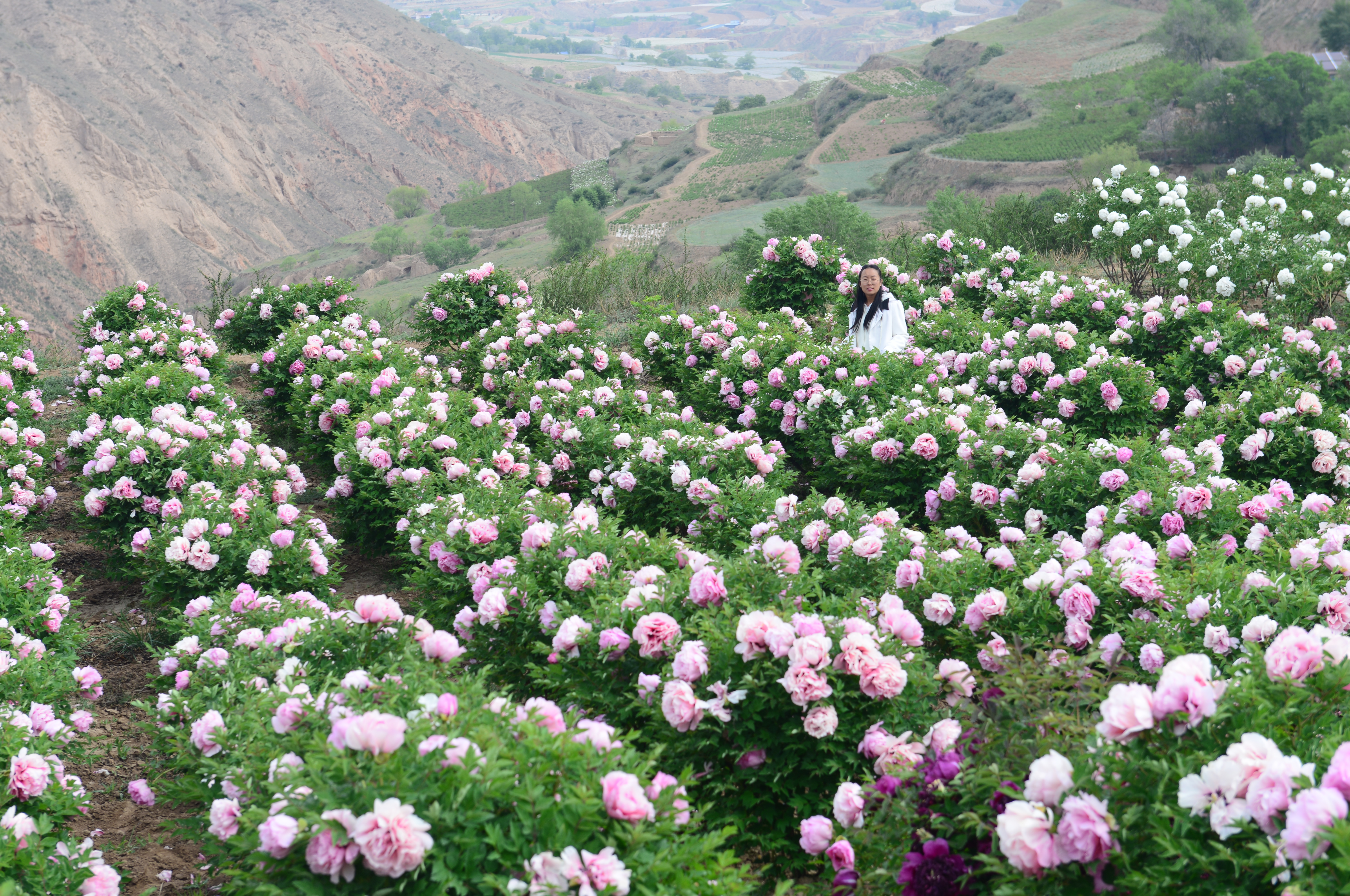 Pink Tree Peony