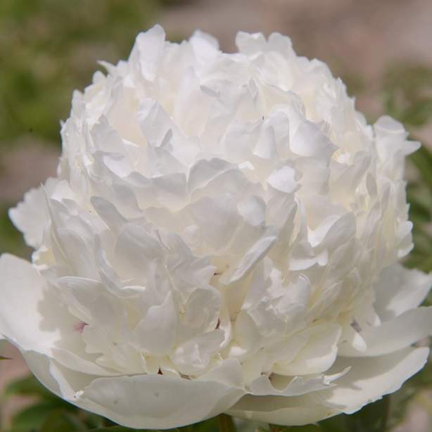 The Cultural Background of Chinese Peony