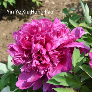 Yin Ye Xiu Hong Pao Red Chinese Tree Peony,20-45cm