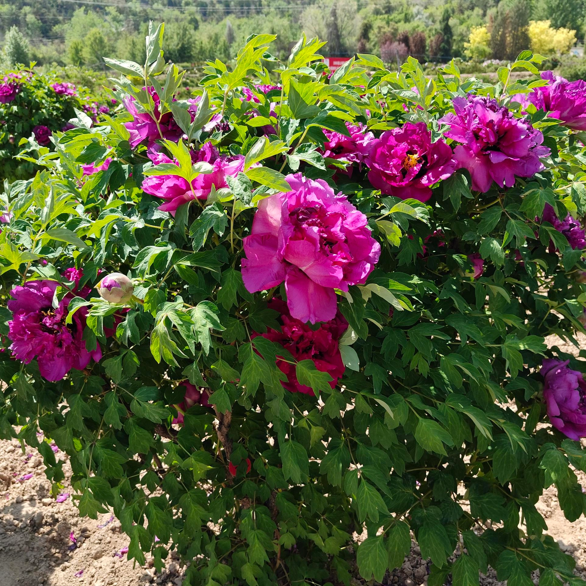 Why Are Tree Peony Seedlings More Popular?