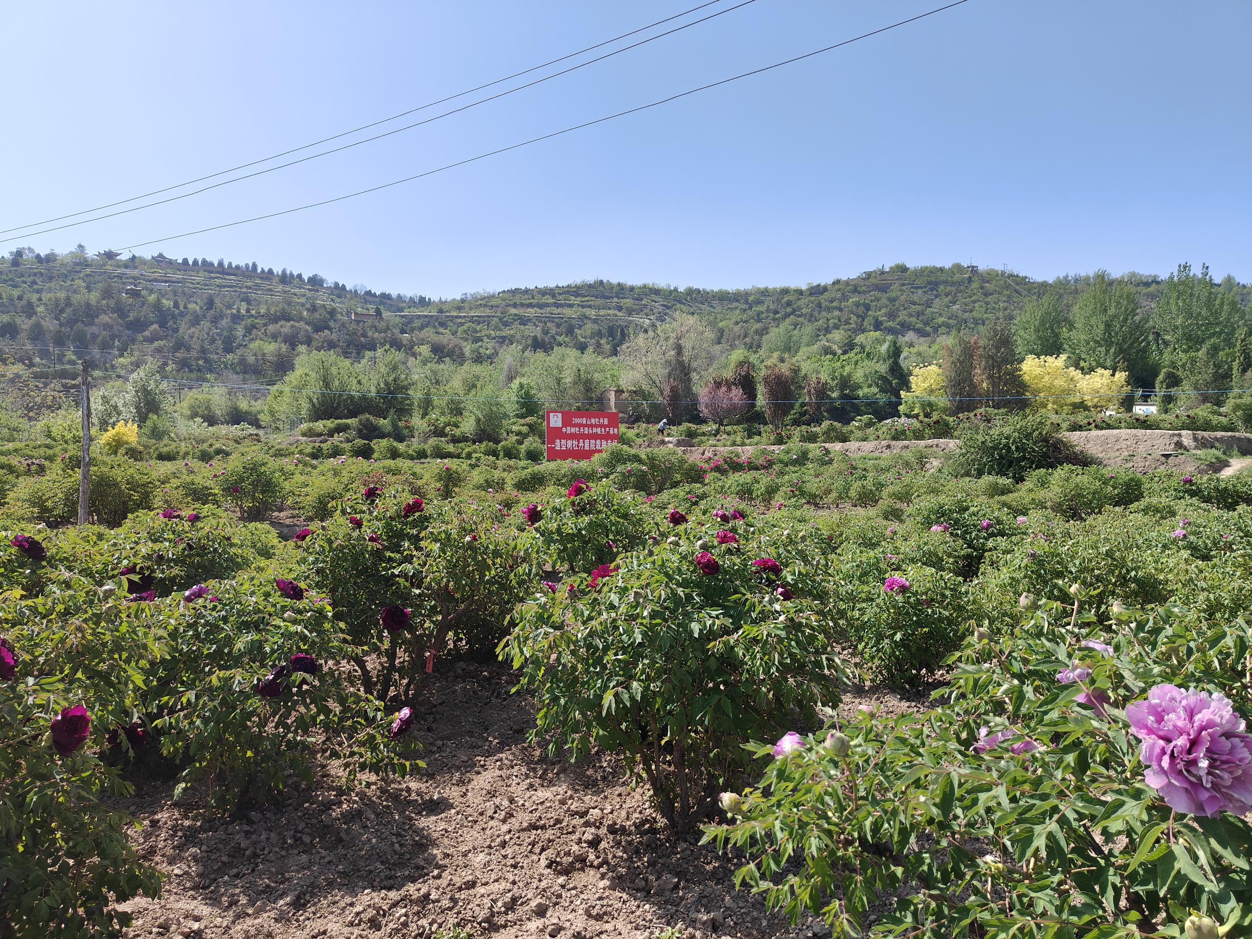 tree peony nursery